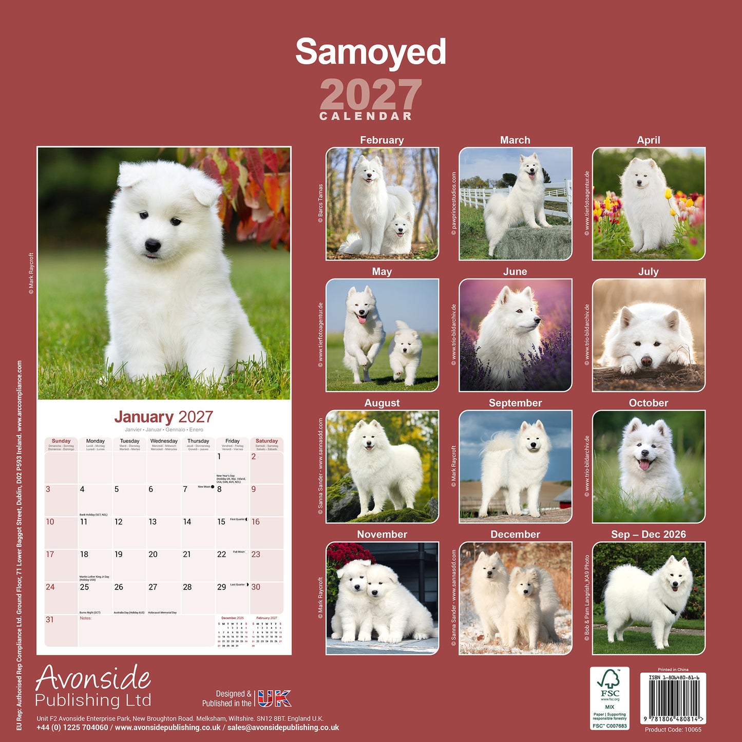 Samoyed Wall Calendar 2027