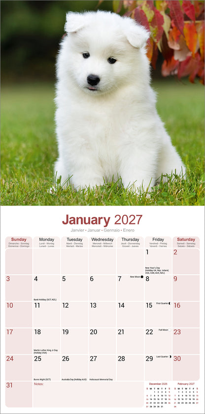 Samoyed Wall Calendar 2027
