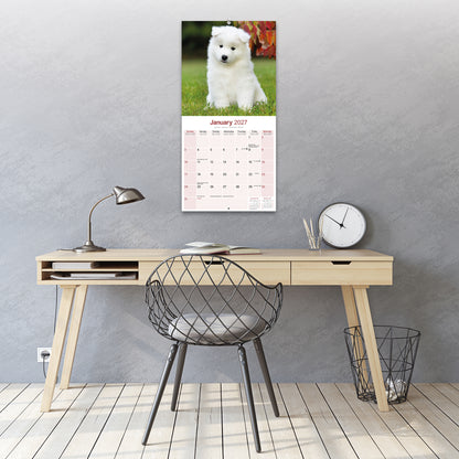 Samoyed Wall Calendar 2027