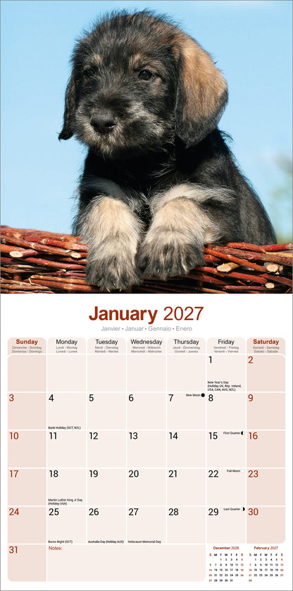 Schnauzer Wall Calendar 2027