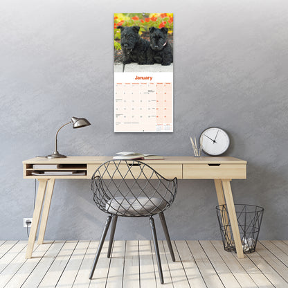 Scottish Terrier Wall Calendar 2027