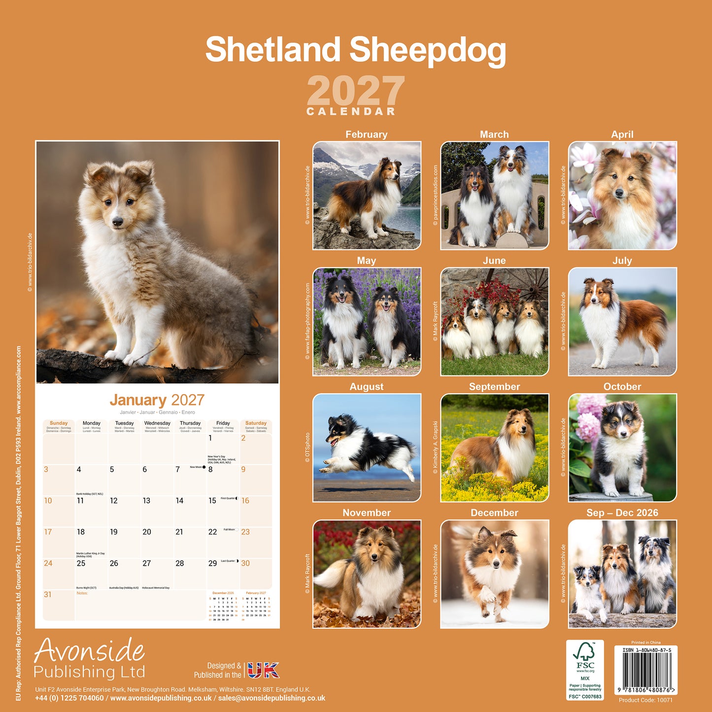 Shetland Sheepdog Wall Calendar 2027