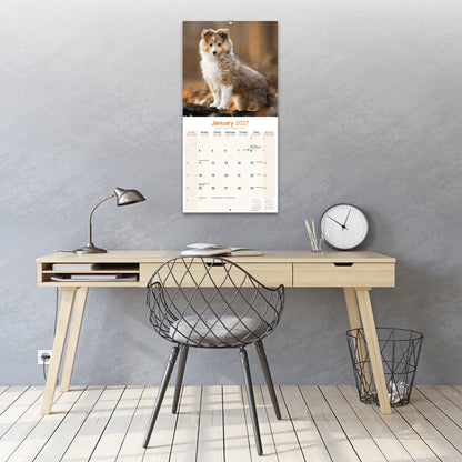 Shetland Sheepdog Wall Calendar 2027
