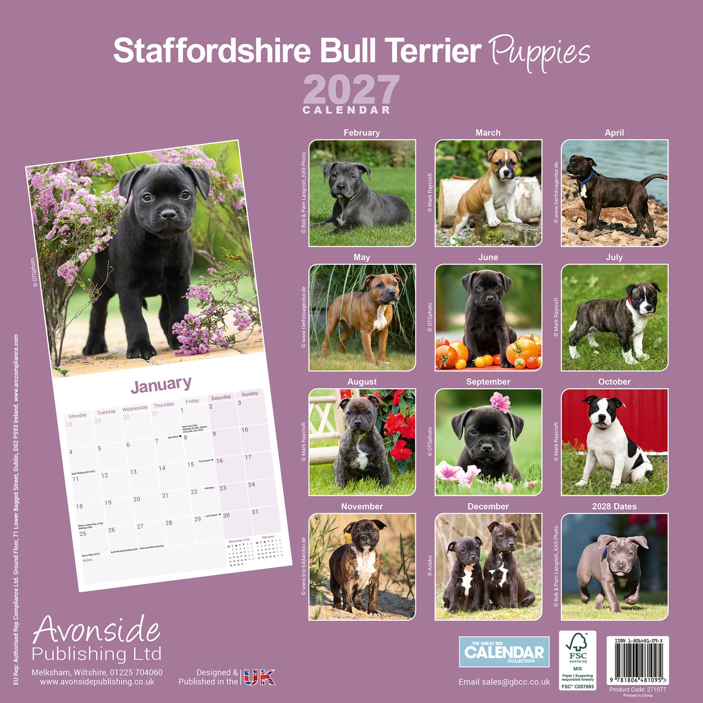 Staffordshire Bull Terrier Puppies Wall Calendar 2027