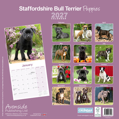 Staffordshire Bull Terrier Puppies Wall Calendar 2027