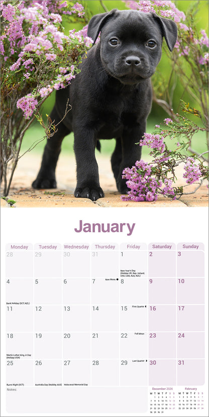 Staffordshire Bull Terrier Puppies Wall Calendar 2027