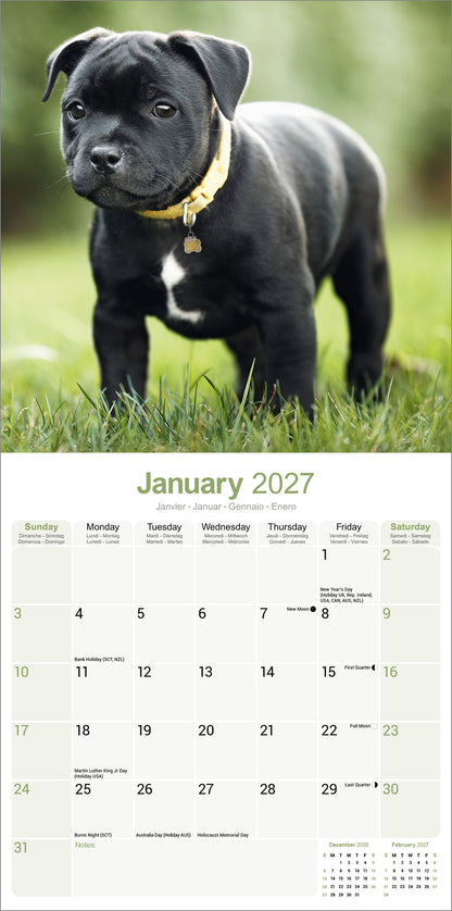 Staffordshire Bull Terrier Wall Calendar 2027