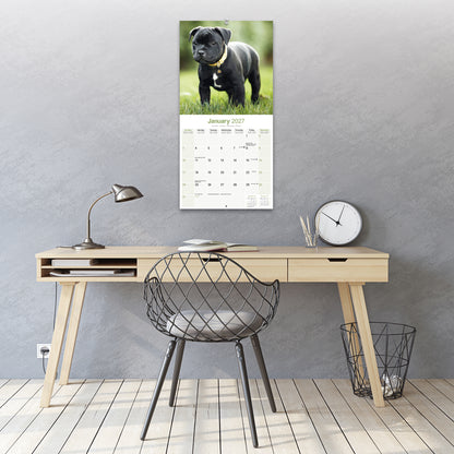 Staffordshire Bull Terrier Wall Calendar 2027