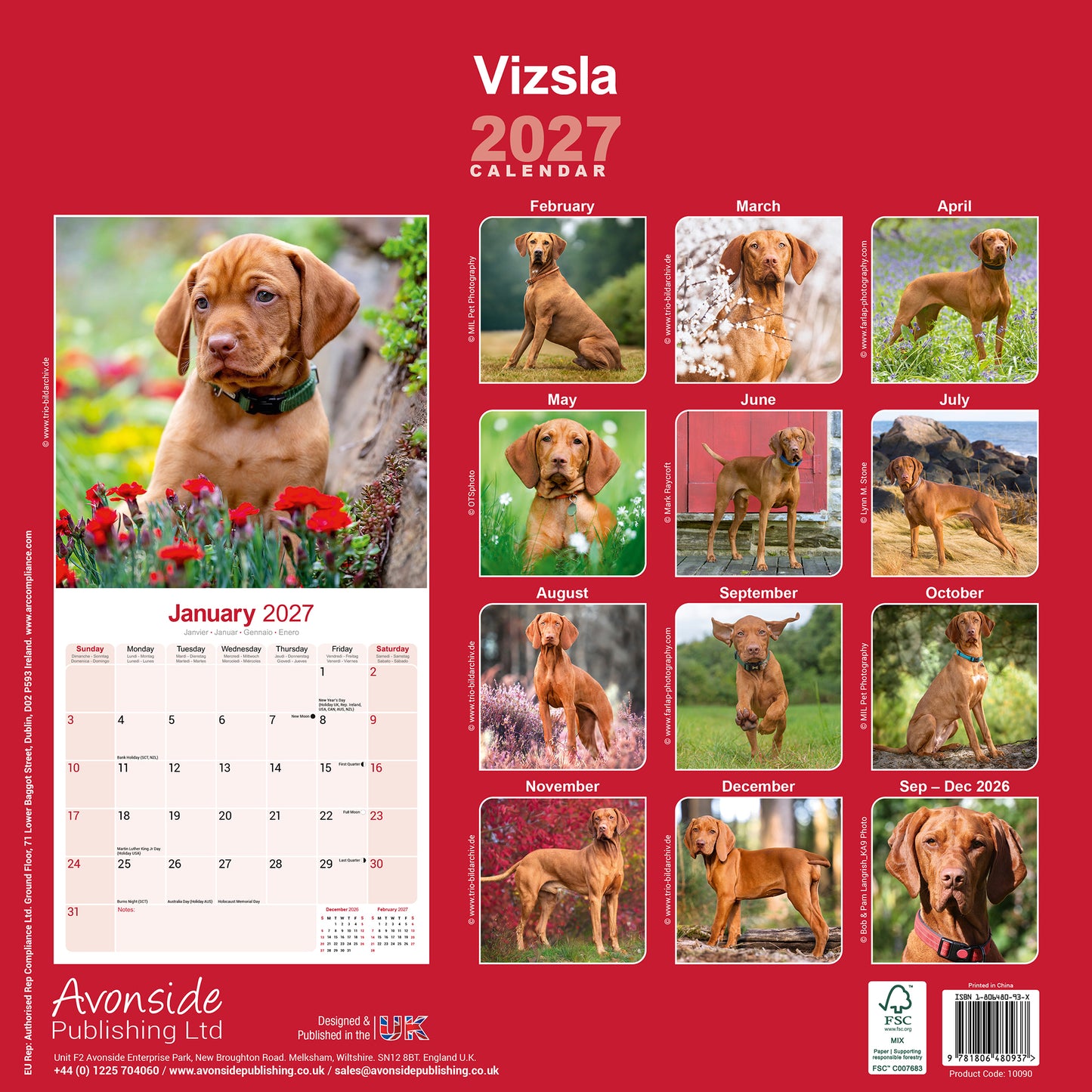 Vizsla Wall Calendar 2027