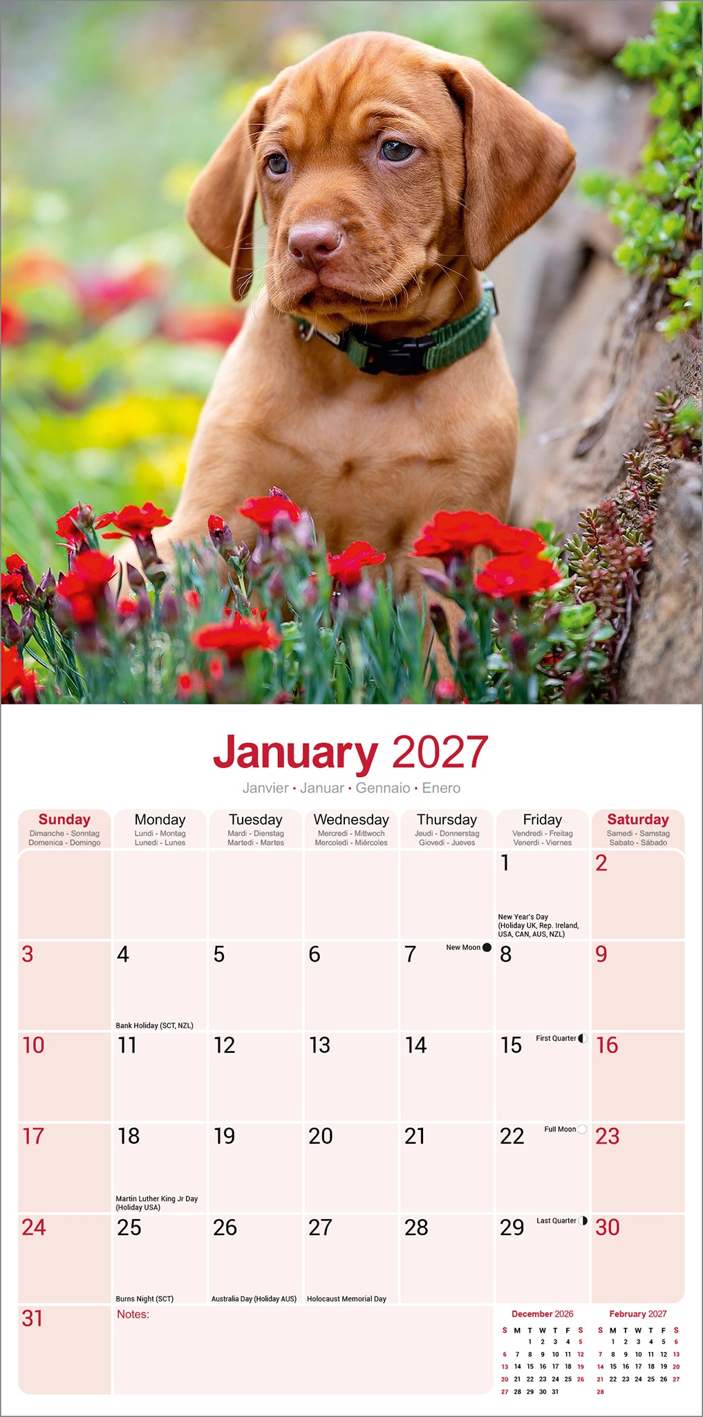 Vizsla Wall Calendar 2027
