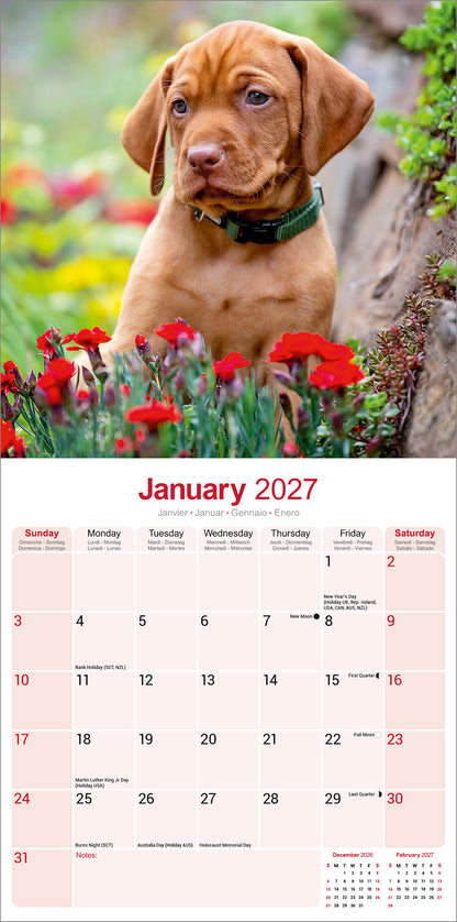 Vizsla Wall Calendar 2027