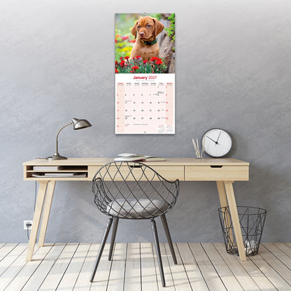 Vizsla Wall Calendar 2027
