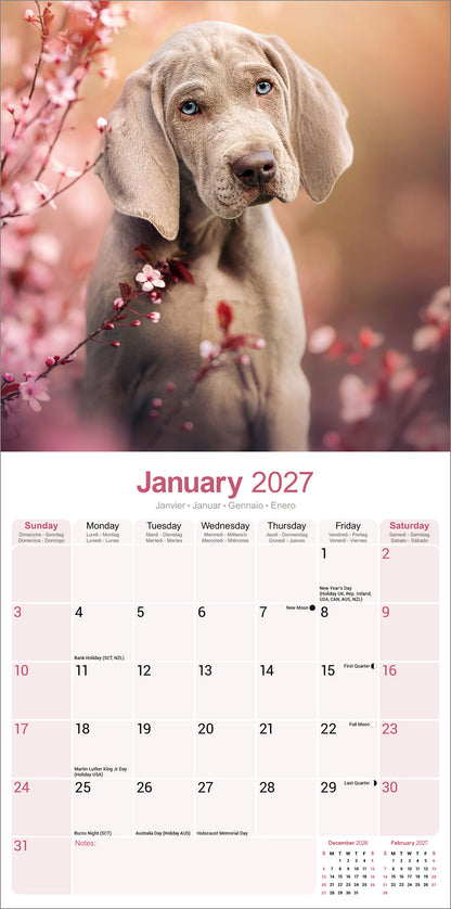 Weimaraner Wall Calendar 2027