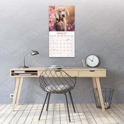 Weimaraner Wall Calendar 2027