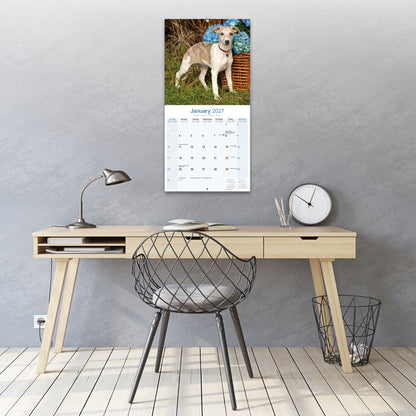 Whippet Wall Calendar 2027