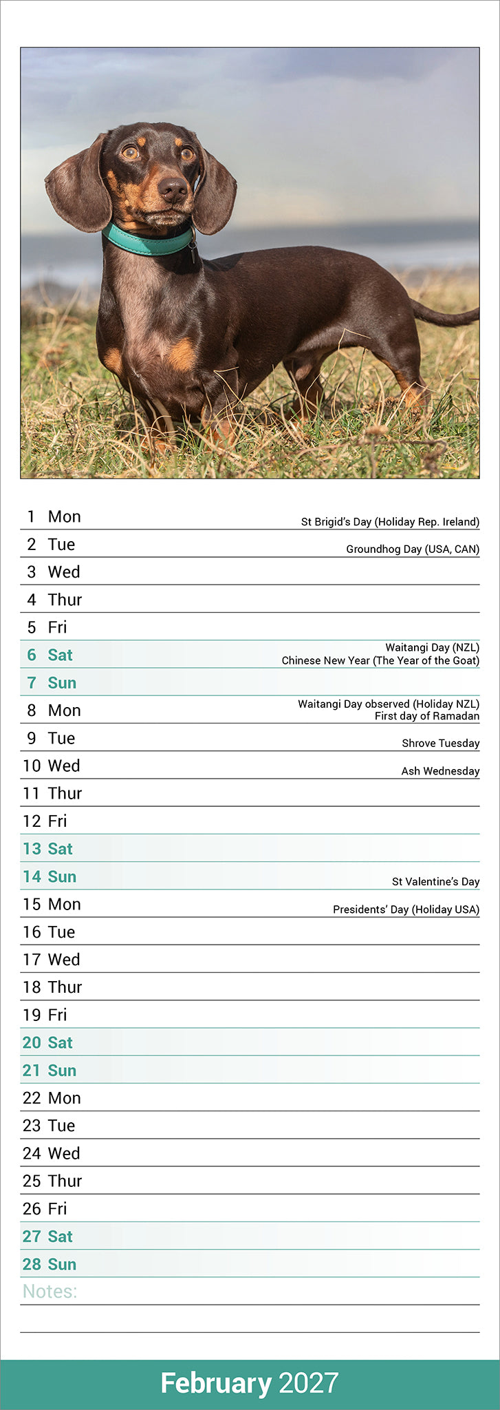 Dachshunds Slim Calendar 2027