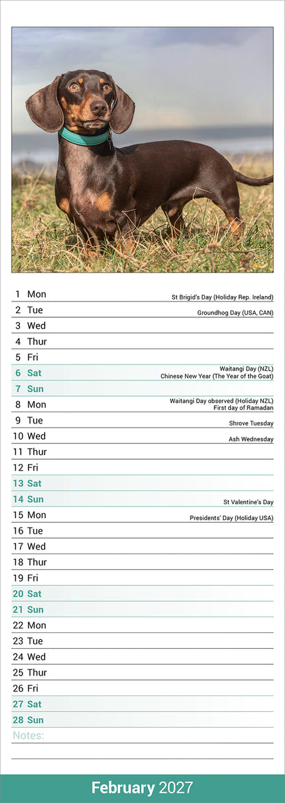 Dachshunds Slim Calendar 2027