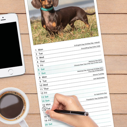 Dachshunds Slim Calendar 2027