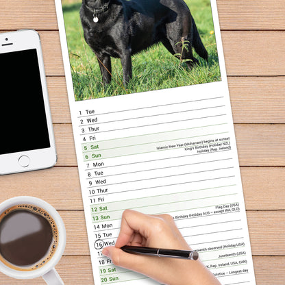 Labrador Retriever Black Slim Calendar 2027