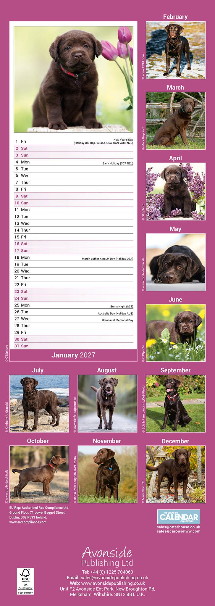 Labrador Retriever Chocolate Slim Calendar 2027
