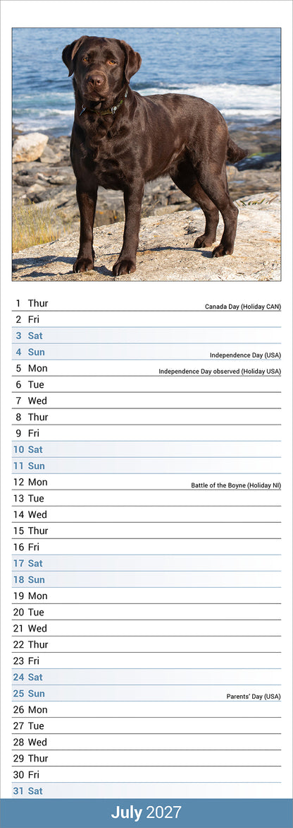 Labrador Retriever Chocolate Slim Calendar 2027