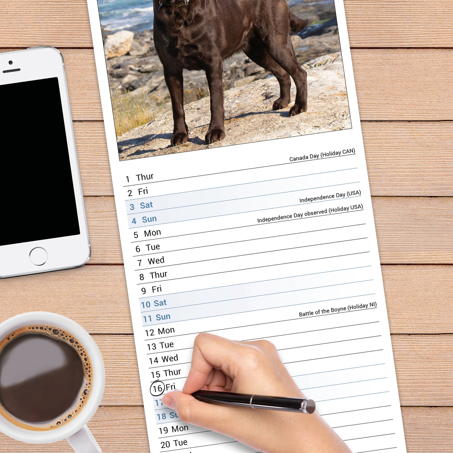 Labrador Retriever Chocolate Slim Calendar 2027