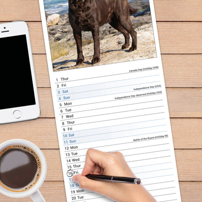 Labrador Retriever Chocolate Slim Calendar 2027