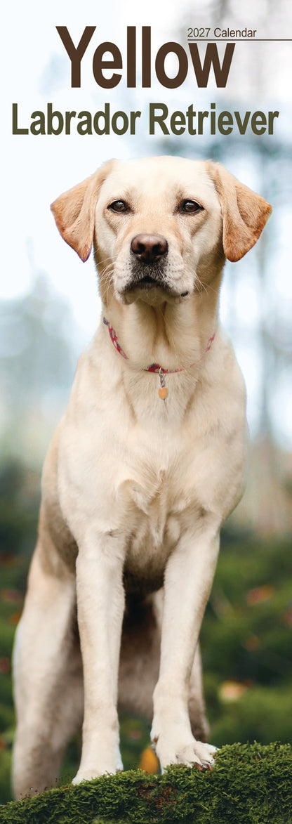 Labrador Retriever Yellow Slim Calendar 2027