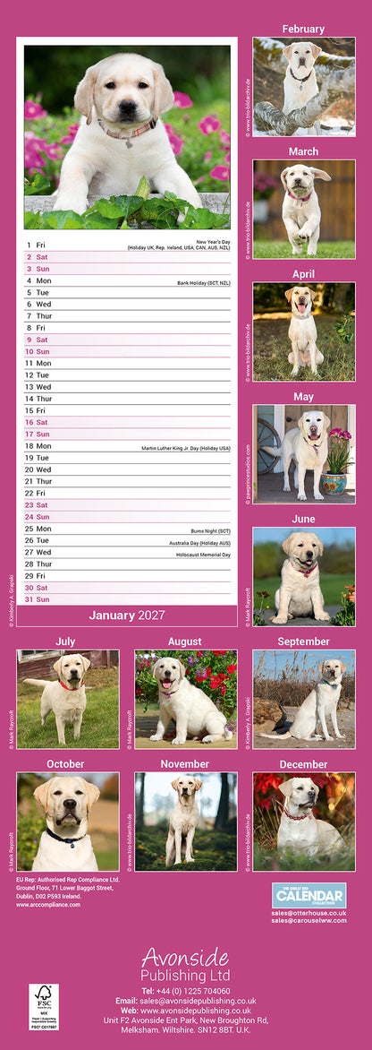 Labrador Retriever Yellow Slim Calendar 2027