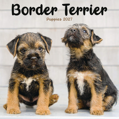 Border Terrier Puppies Mini Calendar 2027