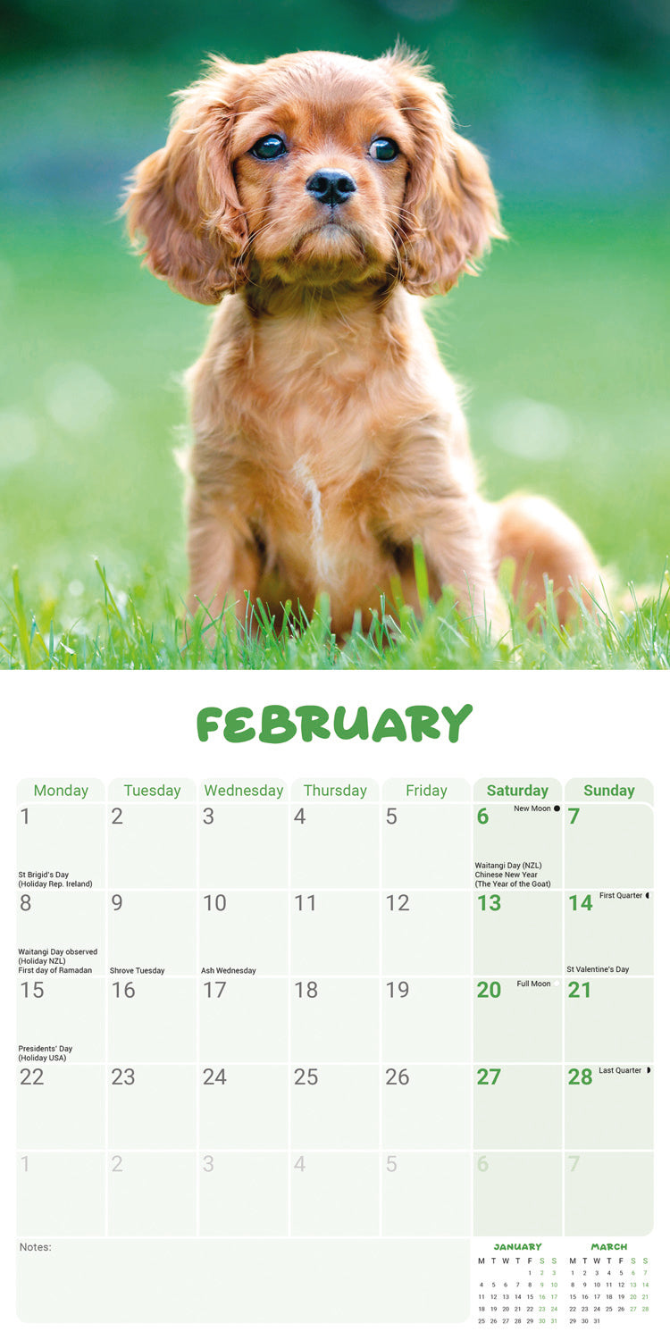 Cavalier King Charles Spaniel Puppies Mini Calendar 2027