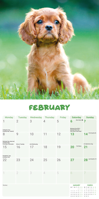 Cavalier King Charles Spaniel Puppies Mini Calendar 2027