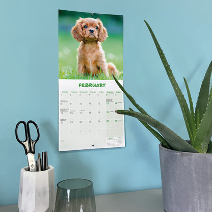 Cavalier King Charles Spaniel Puppies Mini Calendar 2027