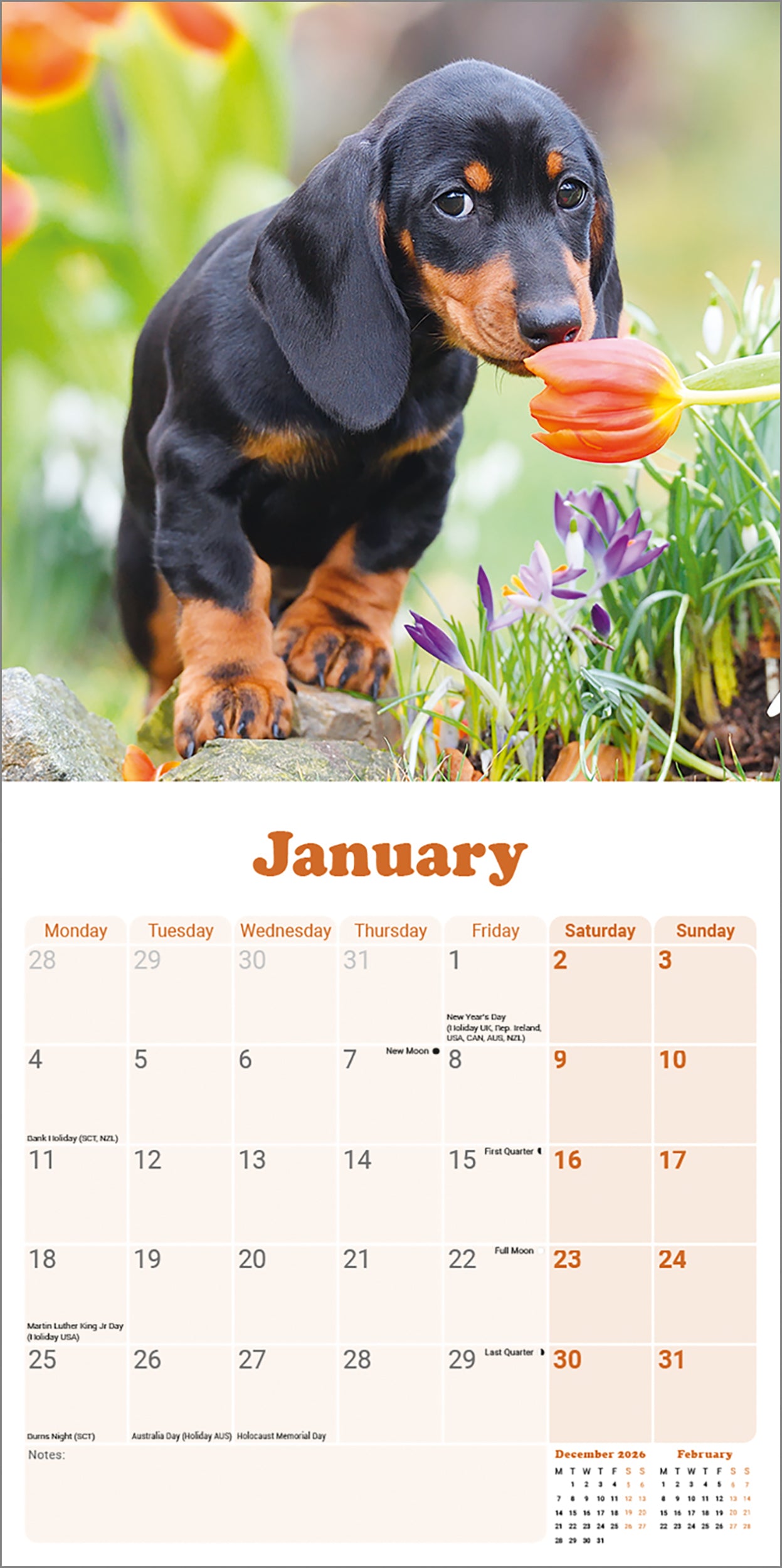 Dachshund Puppies Mini Calendar 2027