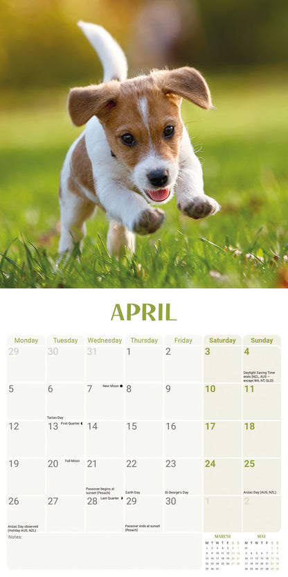 Jack Russell Puppies Mini Calendar 2027