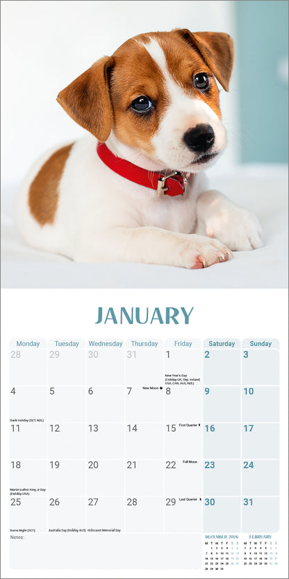 Jack Russell Puppies Mini Calendar 2027