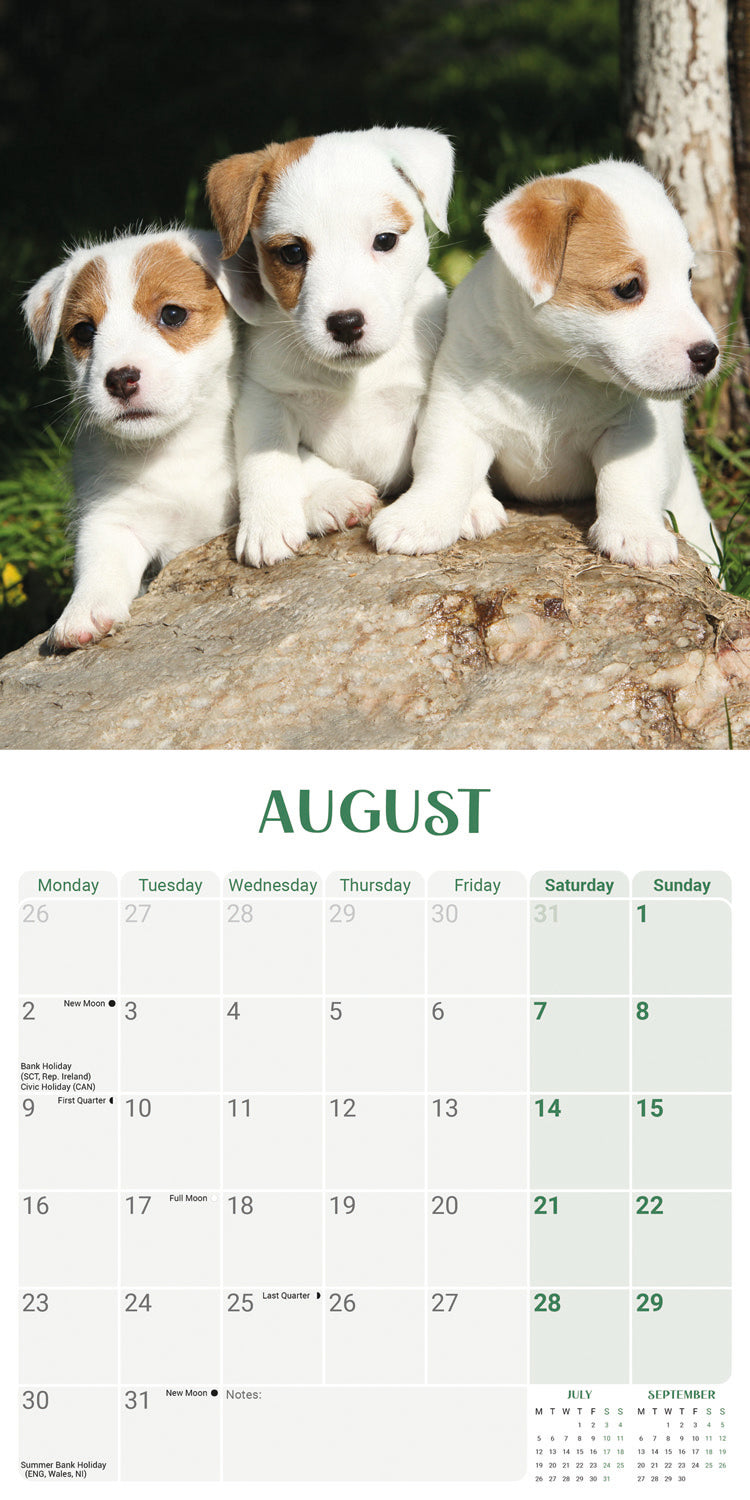 Jack Russell Puppies Mini Calendar 2027