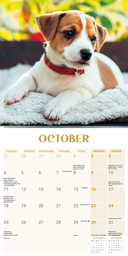 Jack Russell Puppies Mini Calendar 2027