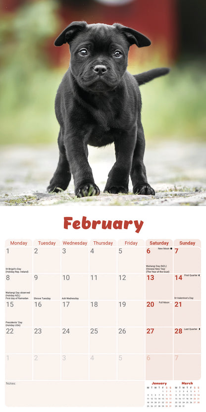 Staffordshire Bull Terrier Puppies Mini Calendar 2027