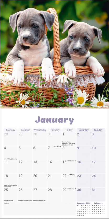 Staffordshire Bull Terrier Puppies Mini Calendar 2027
