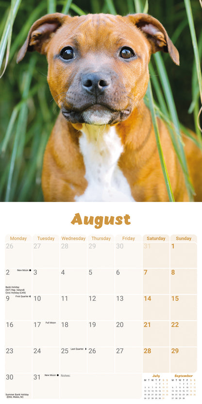 Staffordshire Bull Terrier Puppies Mini Calendar 2027