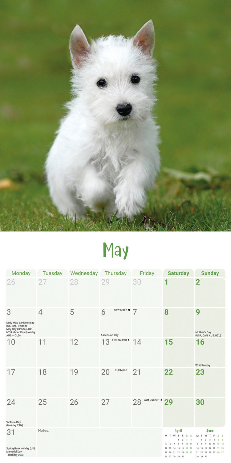 West Highland White Terrier Puppies Mini Calendar 2027