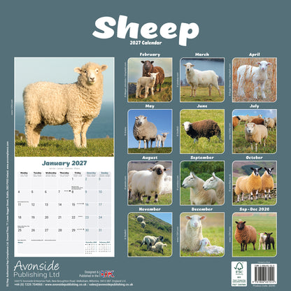 Sheep Wall Calendar 2027