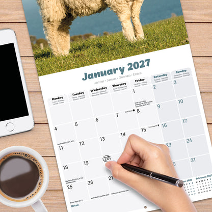Sheep Wall Calendar 2027