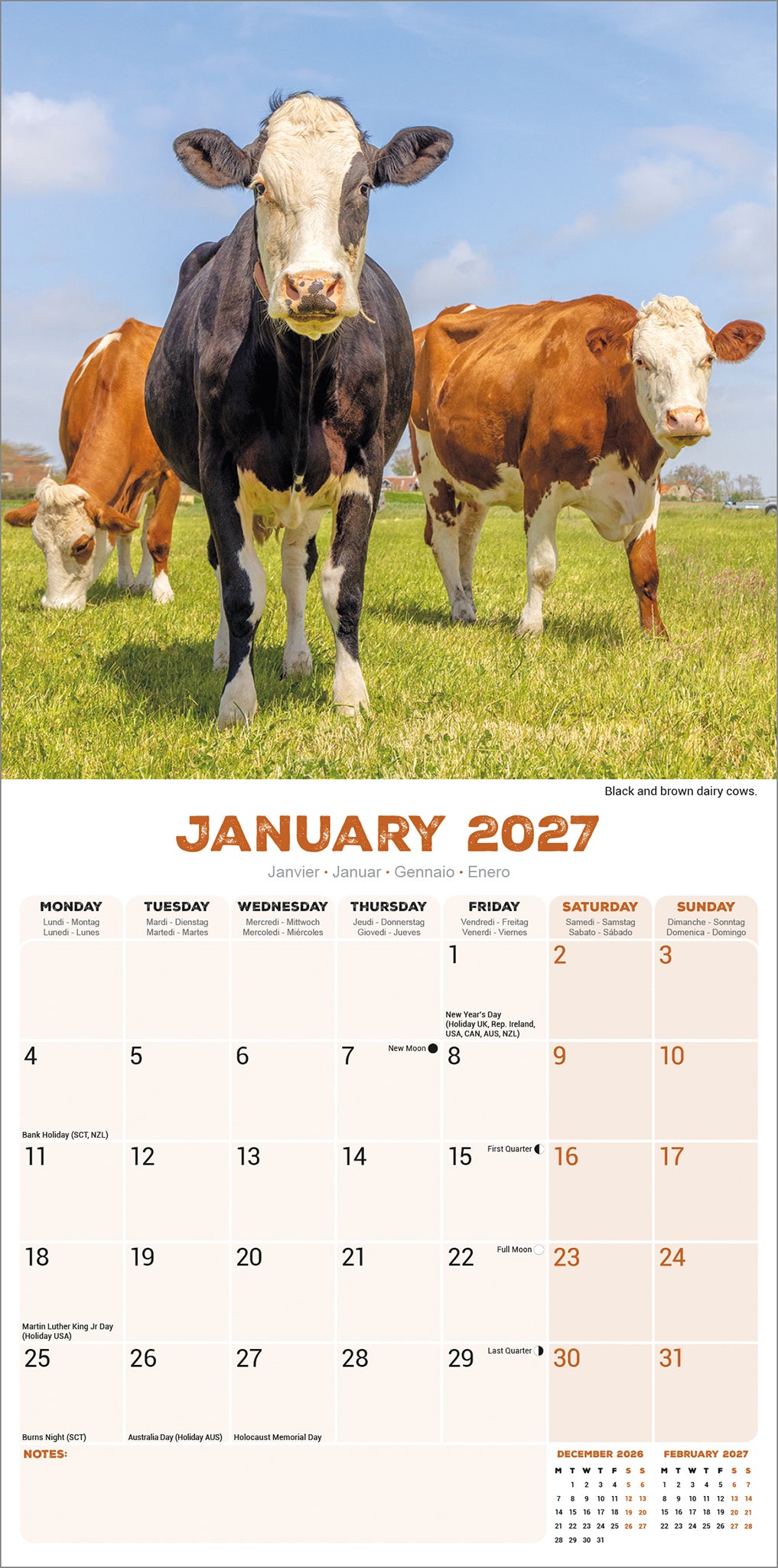 Cows Wall Calendar 2027
