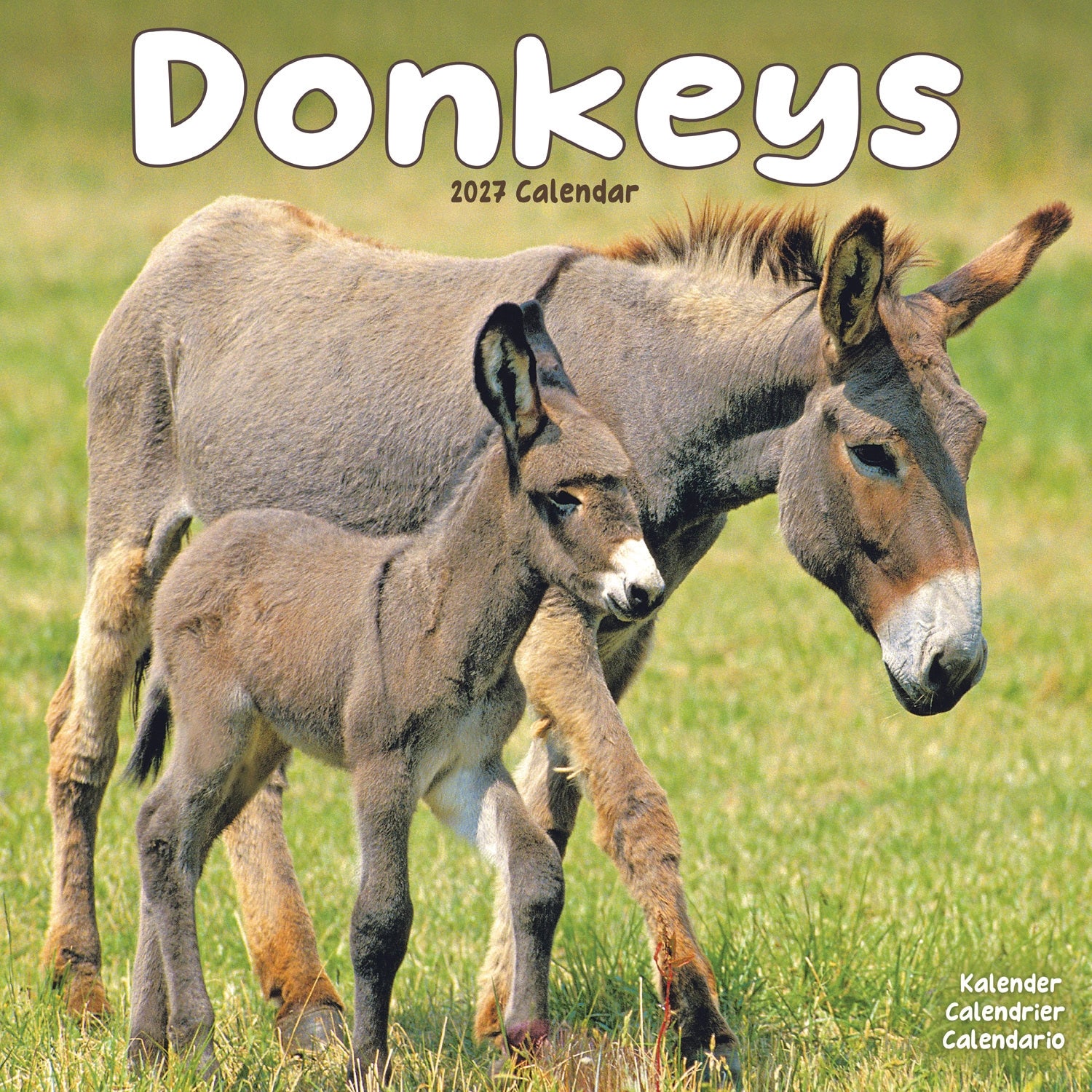 Donkeys Wall Calendar 2027 – Otter House