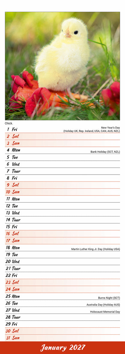 Chickens Slim Calendar 2027