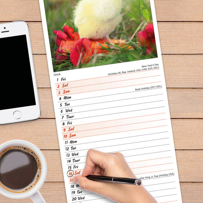 Chickens Slim Calendar 2027