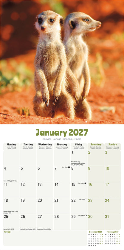 Meerkats Wall Calendar 2027