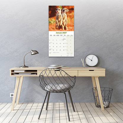 Meerkats Wall Calendar 2027